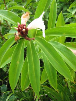 Costus speciosus   - 