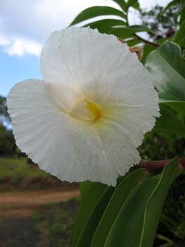 Costus speciosus   - 