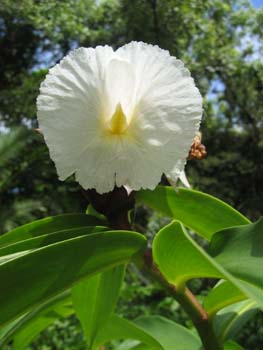 Costus speciosus   - 