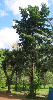 Couroupita guianensis   - 