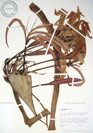 Crinum augustum   - 