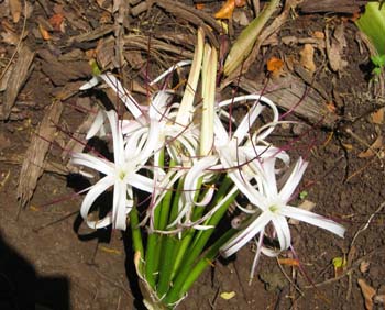 Crinum mauritianum   - Inflorescence