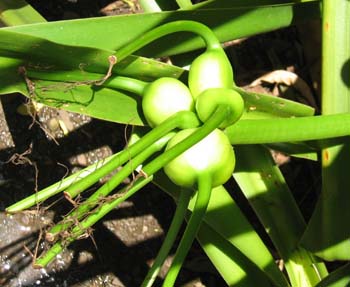 Crinum mauritianum   - Cluster of developing fruits