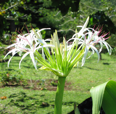 Crinum pedunculatum   - Inflorescence with buds and open flowers