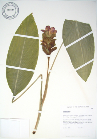 Curcuma longa   - 