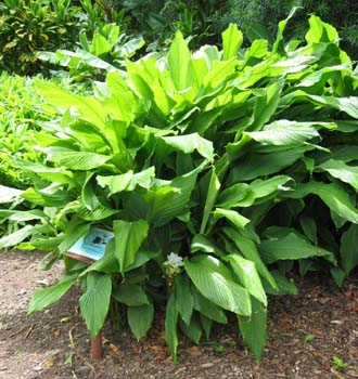 Curcuma longa   - 