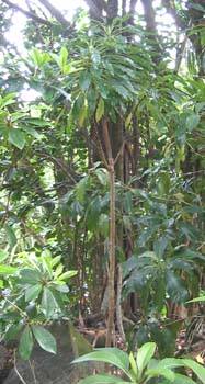 Delissea rhytidosperma   - 