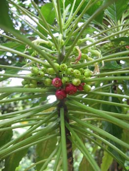 Delissea rhytidosperma   - 