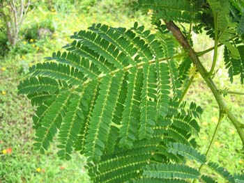 Delonix regia   - Leaves