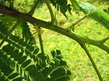 Delonix regia   - Leaves showing petioles