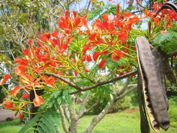 Delonix regia   - Branch with flowers and mature split fruits