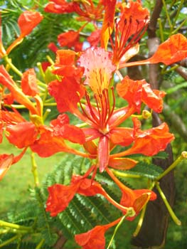 Delonix regia   - Flowers