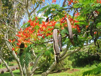 Delonix regia   - Flowering branch and mature fruits