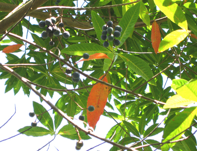Elaeocarpus carolinensis   - Ripe fruits on branches