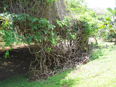 Entada phaseoloides   - Habit