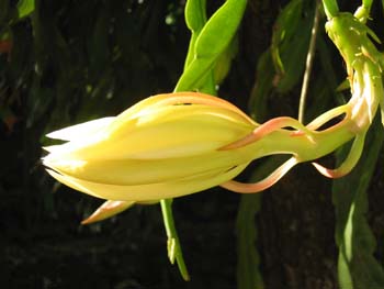 Disocactus �hybridus  'Dolly Madison' - 