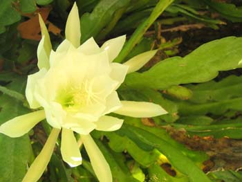 Disocactus �hybridus  'Dolly Madison' - 