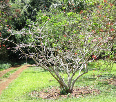 Erythrina lanata subsp. occidentalis  - 