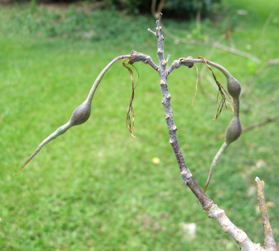 Erythrina lanata subsp. occidentalis  - 