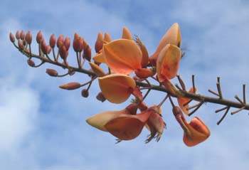 Erythrina X malottorum   - 