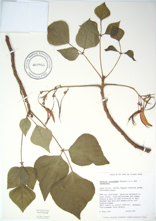 Erythrina poeppigiana   - 