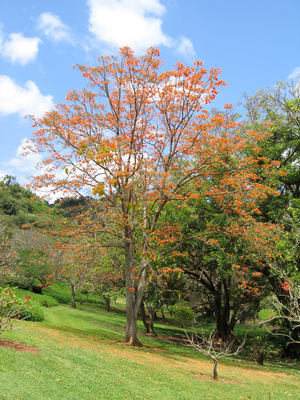 Erythrina poeppigiana   - 