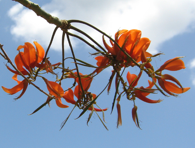 Erythrina poeppigiana   - 