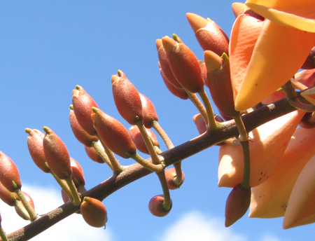 Erythrina X malottorum   - 