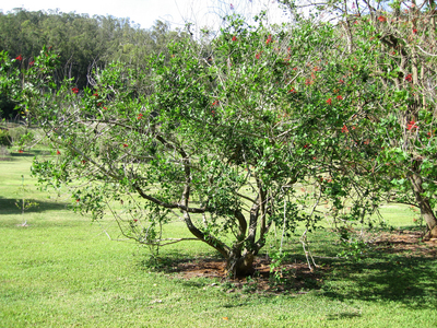 Erythrina X neillii   - 
