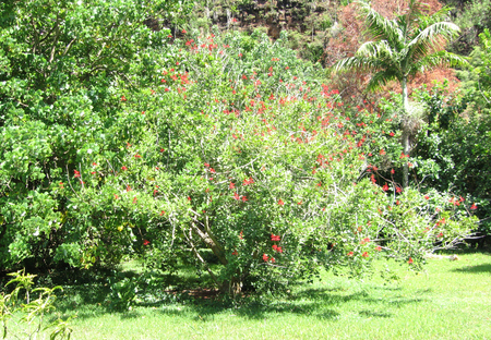 Erythrina X neillii   - 