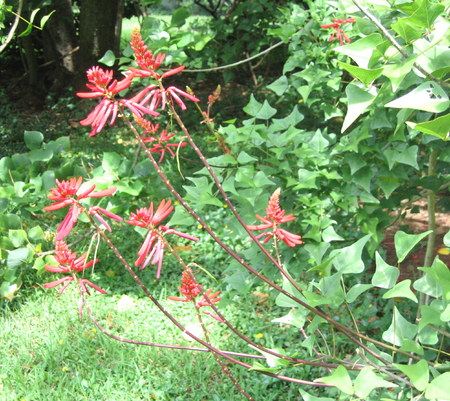 Erythrina X neillii   - 