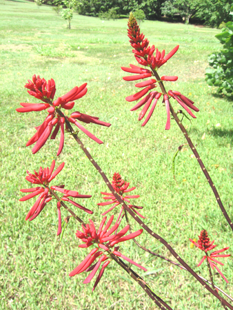 Erythrina X neillii   - 
