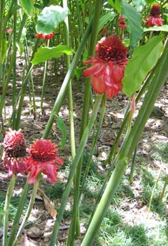 Etlingera elatior   - Group of inflorescences 