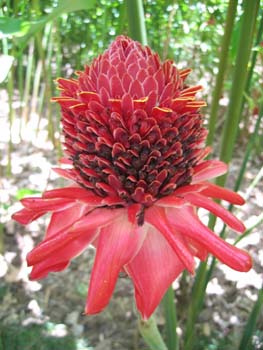 Etlingera elatior   - Inflorescence with bracts and flowers