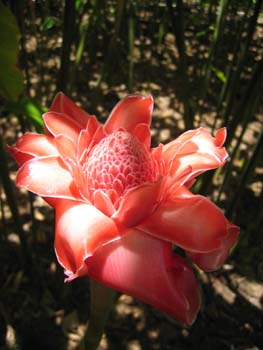 Etlingera elatior   - Inflorescence, newly opened