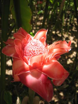 Etlingera elatior   - Inflorescence, newly opened