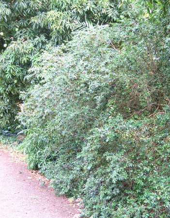 Meet the Plants - National Tropical Botanical Garden Plant Database