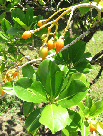 Fagraea berteroana   - Leaves and infructescence with ripe fruits
