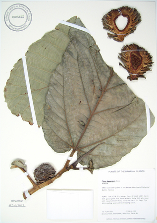 Ficus dammaropsis   - 