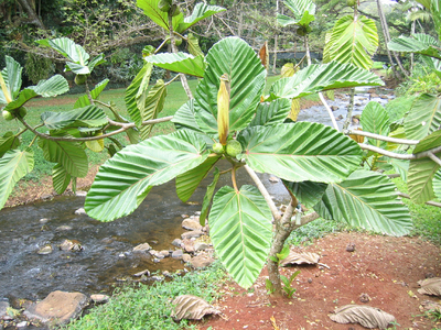 Ficus dammaropsis   - 