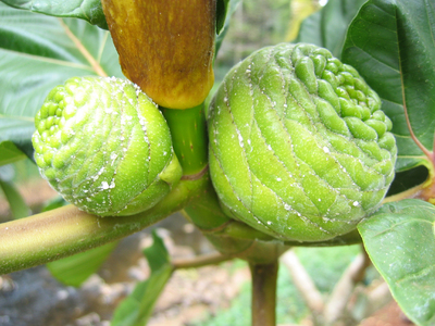 Ficus dammaropsis   - 