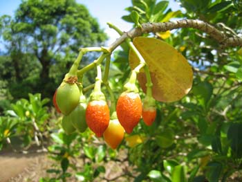 Fagraea berteroana   - Ripe fruits