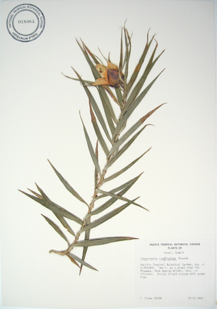 Freycinetia cumingiana   - 