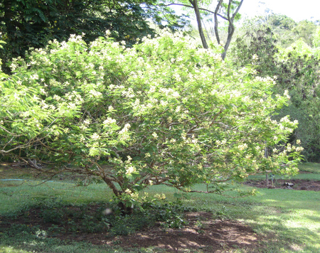 Gagnebina pterocarpa   - 