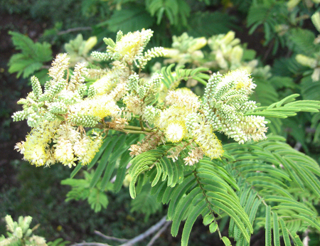Gagnebina pterocarpa   - 