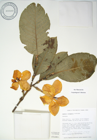Gardenia sootepensis   - 