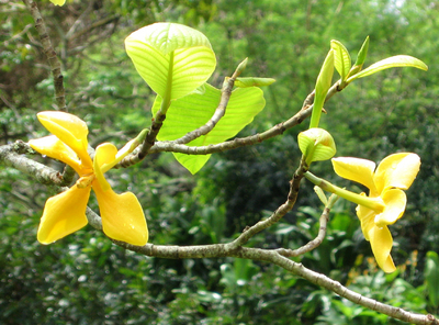 Gardenia sootepensis   - 
