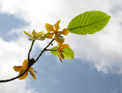 Gardenia sootepensis   - 