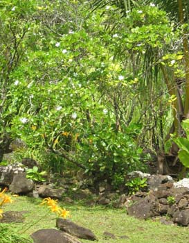 Gardenia taitensis   - 