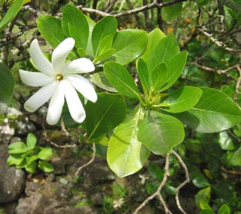 Gardenia taitensis   - 